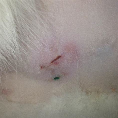 healed spay incision cat|What Should Cat Spay Incision Look Like – [Vet Explains Pets]